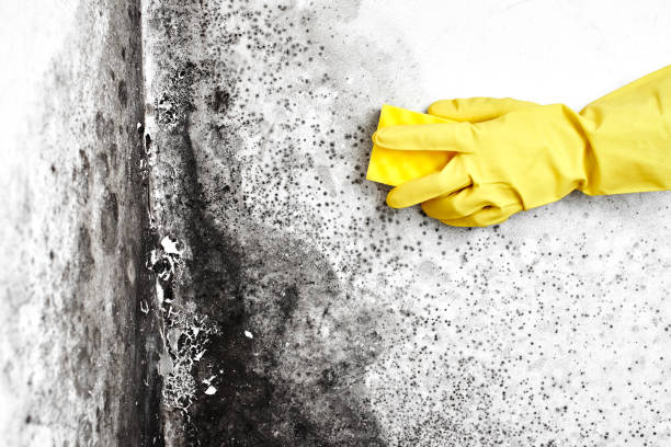 Best Forensic Mold Investigation  in Church Rock, NM